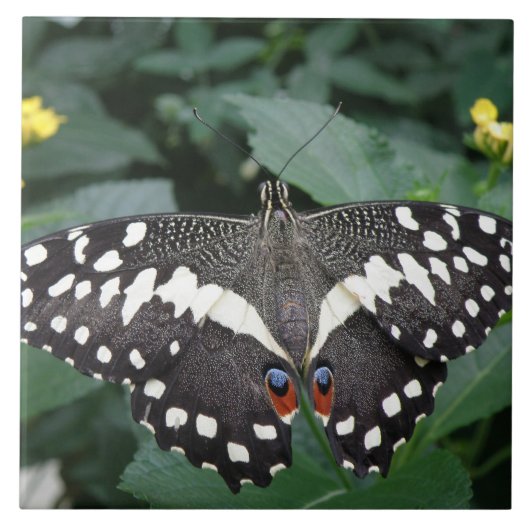 Limoen Butterfly en Flowers Tile Tegeltje (Voorkant)