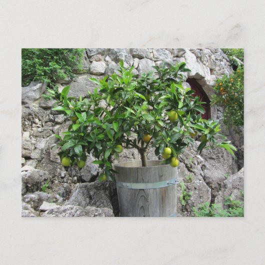 Limoenboom Briefkaart (Voorkant)