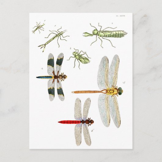 limonade briefkaart (Voorkant)