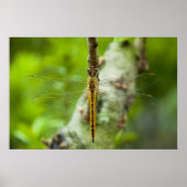 limonade poster (Voorkant)