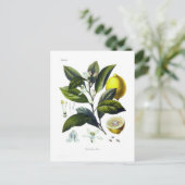 Limonum van de citrusvrucht (Citroen) Briefkaart (Staand voorkant)