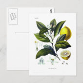 Limonum van de citrusvrucht (Citroen) Briefkaart (Voorkant / Achterkant)