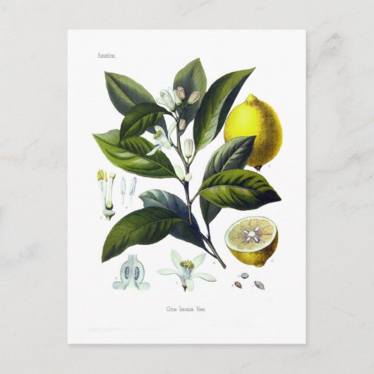 Limonum van de citrusvrucht (Citroen) Briefkaart (Voorkant)