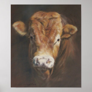 Limousin Bull Poster