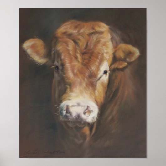 Limousin Bull Poster (Voorkant)