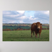 Limousin Bull Print (Voorkant)