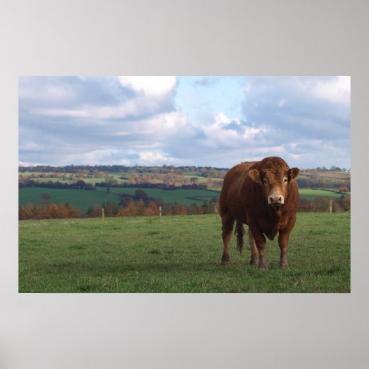 Limousin Bull Print (Voorkant)