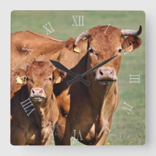 Limousin cow and calf clock with numbers vierkante klok