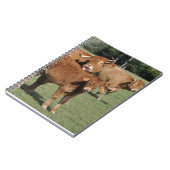 Limousin kalf en koeien notitieboek (Linkerzijde)