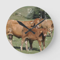 Limousin koe die haar kalf likt