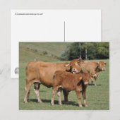 Limousin koe die het kalf likt briefkaart (Voorkant / Achterkant)