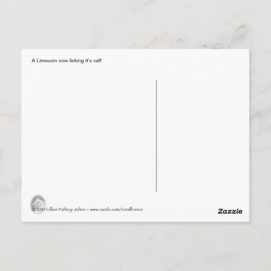 Limousin koe die het kalf likt briefkaart (Achterkant)