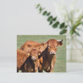 Limousin koe en kalf briefkaart (Staand voorkant)
