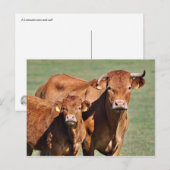 Limousin koe en kalf briefkaart (Voorkant / Achterkant)