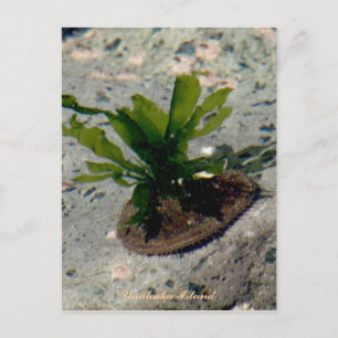 Limpet met Kelp, Unalaska Island Briefkaart