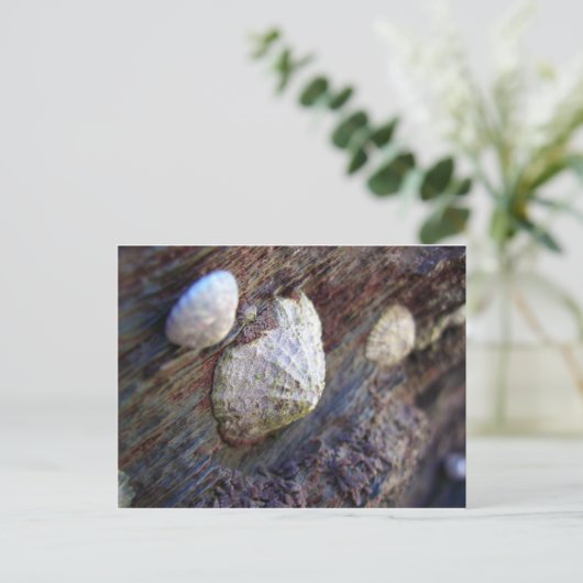 Limpets 1 briefkaart (Staand voorkant)