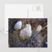 Limpets 1 briefkaart (Voorkant / Achterkant)