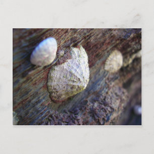 Limpets 1 briefkaart