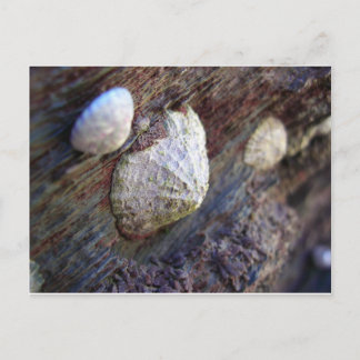 Limpets 1 briefkaart