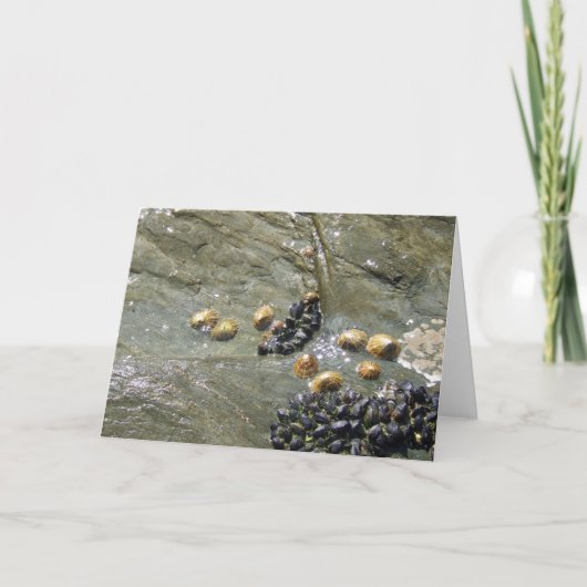 Limpets en mosselen in de Sun Greetings Kaart (Voorkant)