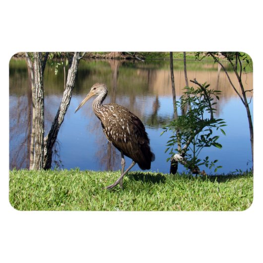 Limpkin (1118) Magnet Magneet (Horizontaal)