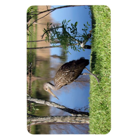 Limpkin (1118) Magnet Magneet (Verticaal)