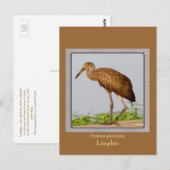 LImpkin Briefkaart (Voorkant / Achterkant)