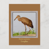 LImpkin Briefkaart (Voorkant)