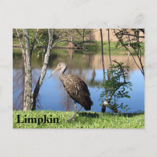 Limpkin - Briefkaart leren - Florida