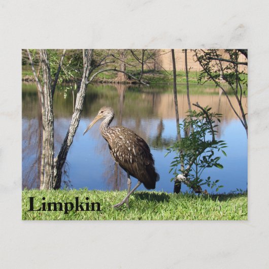 Limpkin - Briefkaart leren - Florida (Voorkant)
