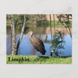 Limpkin - Briefkaart leren - Florida