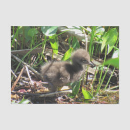 Limpkin Chick - Florida Wading Bird Tissue Paper Tissuepapier