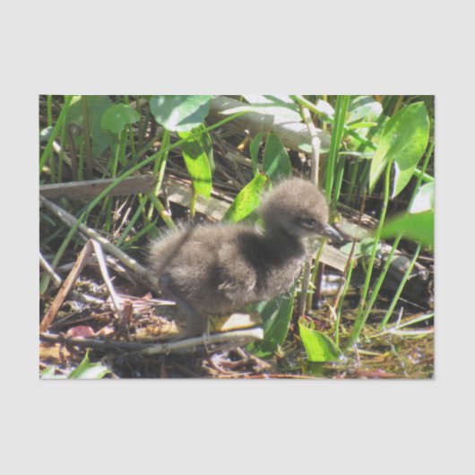 Limpkin Chick - Florida Wading Bird Tissue Paper Tissuepapier (Voorkant)