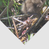 Limpkin Chick - Florida Wading Bird Tissue Paper Tissuepapier (Detail)