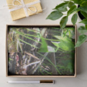 Limpkin Chick - Florida Wading Bird Tissue Paper Tissuepapier (Geschenk)