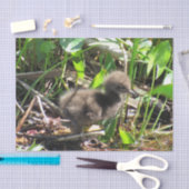Limpkin Chick - Florida Wading Bird Tissue Paper Tissuepapier (Craft)