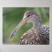 Limpkin Close-up Florida Vogelportret Poster (Voorkant)