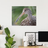 Limpkin Close-up Florida Vogelportret Poster (Thuiskantoor)