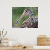 Limpkin Close-up Florida Vogelportret Poster (Keuken)
