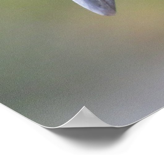 Limpkin Close-up Florida Vogelportret Poster (Hoek)