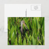 Limpkin in de Reeds Briefkaart (Voorkant / Achterkant)