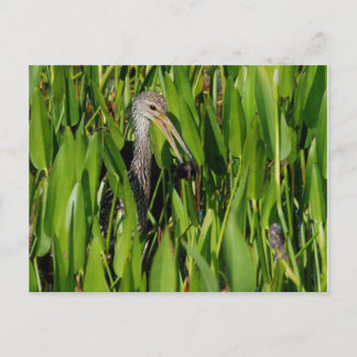 Limpkin in de Reeds Briefkaart