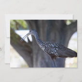 Limpkin Notitiekaartje (Voorkant)