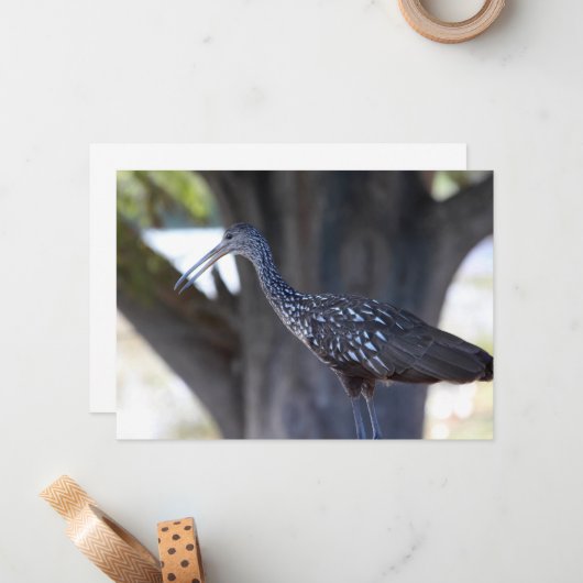 Limpkin Notitiekaartje (Voorkant / Achterkant in situ)