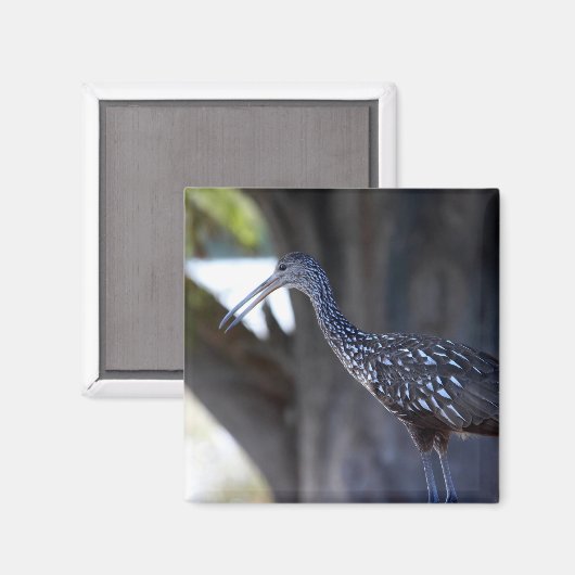Limpkin, The Crying Bird Magneet (Voorkant / Achterkant)