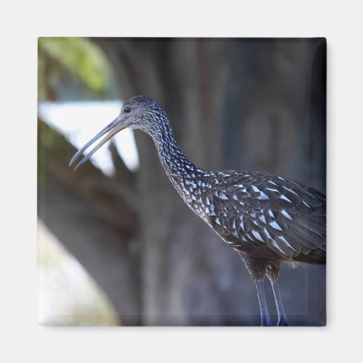 Limpkin, The Crying Bird Magneet (Voorkant)