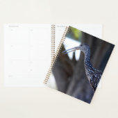 Limpkin, The Crying Bird Planner (Display)