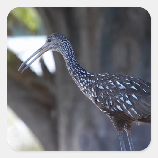 Limpkin, The Crying Bird Vierkante Sticker (Voorkant)