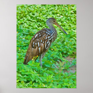 Limpkin, Zwembaldruk Poster