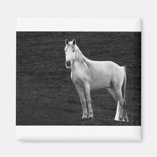 LIN10BW Stance.tif Magneet (Voorkant)